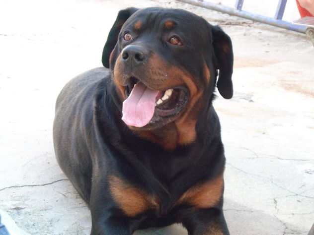 rotweiler