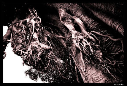 Nightmare forest