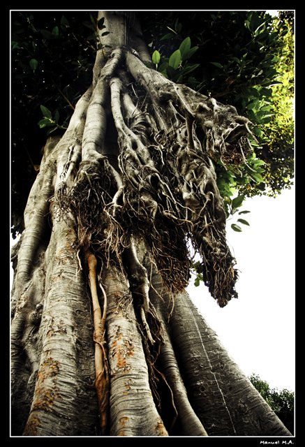 nightmare forest_4