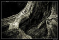nightmare forest_5