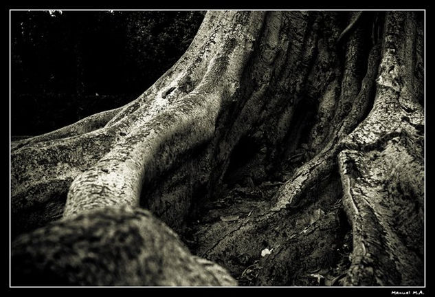 nightmare forest_5 Nature Black and White (Digital)