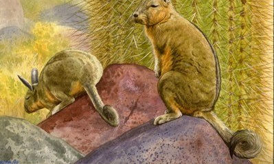 Ilustraciones libro  Salar de Tunupa