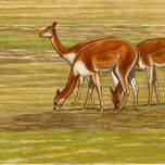 Ilustraciones libro  Salar de Tunupa thumbnail 1