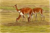 Vicuñas