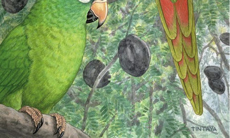 Ilustraciones Libro Algunas Aves del Chaco