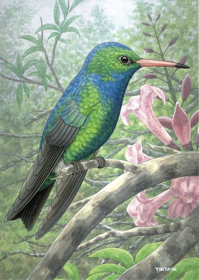 C.aureoventri 