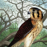 Ilustraciones Libro Algunas Aves del Chaco thumbnail 2