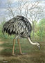 R.americana