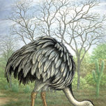Ilustraciones Libro Algunas Aves del Chaco thumbnail 1