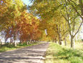 Otoño en Colonia Caroya
