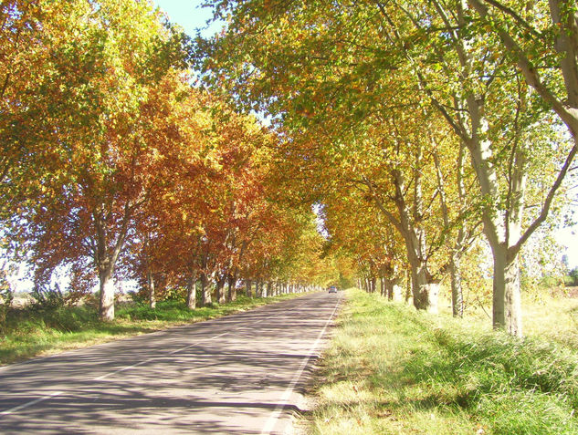 Otoño en Colonia Caroya Naturaleza Color (Digital)