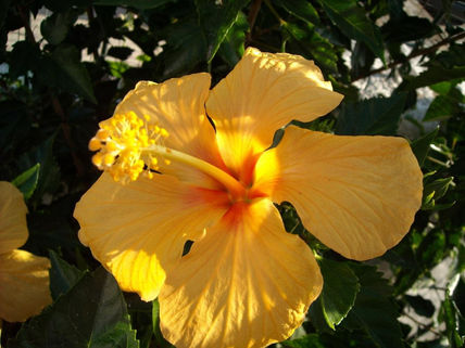 Flor