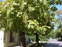 Arbol de chauchas