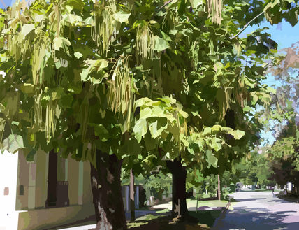 Arbol de chauchas