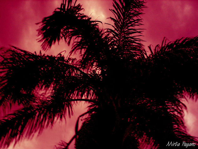 Palmeras Nature Color (Digital)