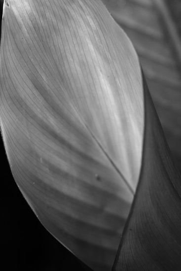 Natural Naturaleza Blanco y Negro (Digital)