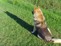 El perro y su sombra