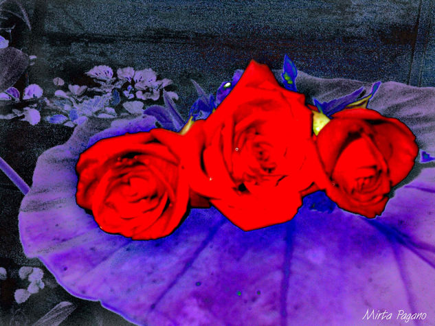 Rose Conceptual/Abstracto Color (Digital)