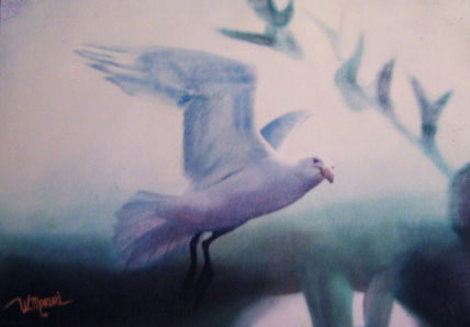 Gaviota