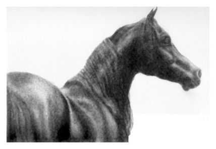 Negro de atras