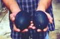 Huevos de Avestruz