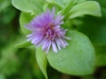 flor