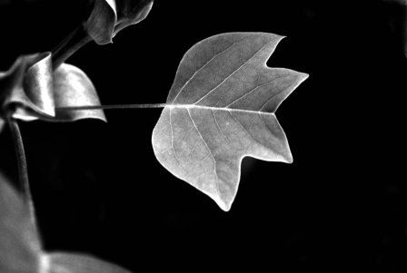 Ginkgo Nature Black and White (Digital)