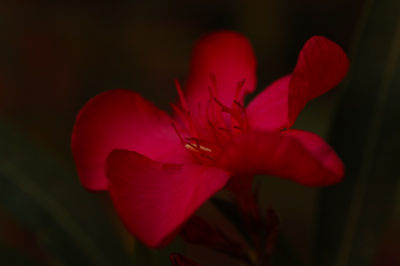 Flor III Naturaleza Color (Digital)