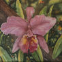 Orquidea