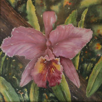 Orquidea