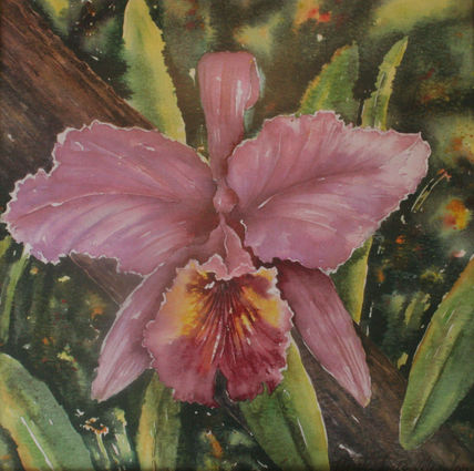Orquidea