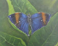 LORAINE HOLASCHUTZ