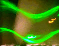 FUENTE 7