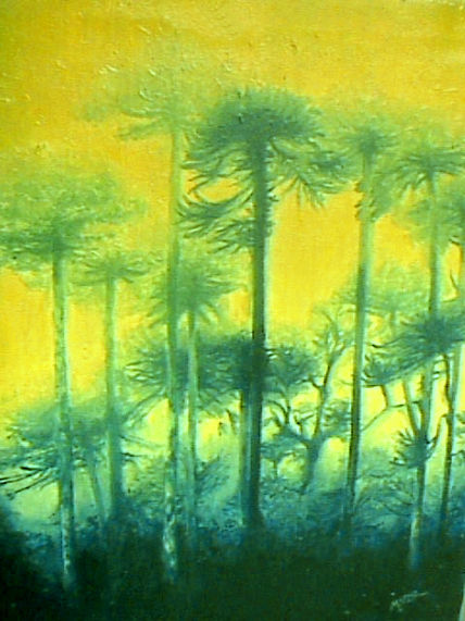 Araucarias