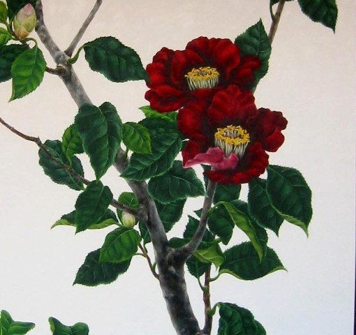 Camelia (parte)