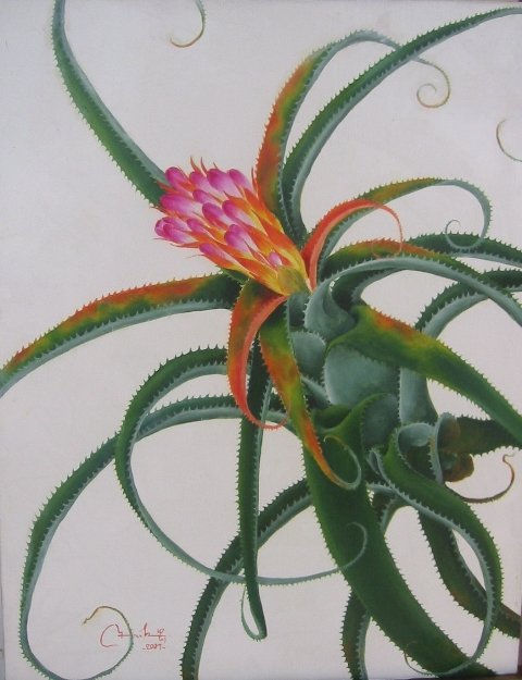 caraguata