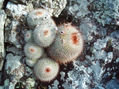 TUNAS DE LAS SIERRAS