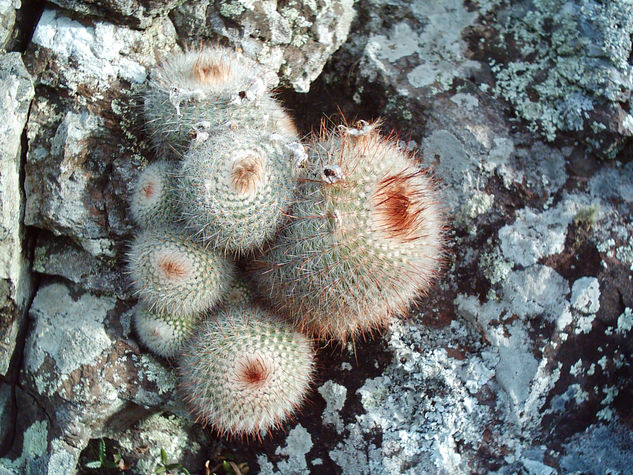 TUNAS DE LAS SIERRAS 