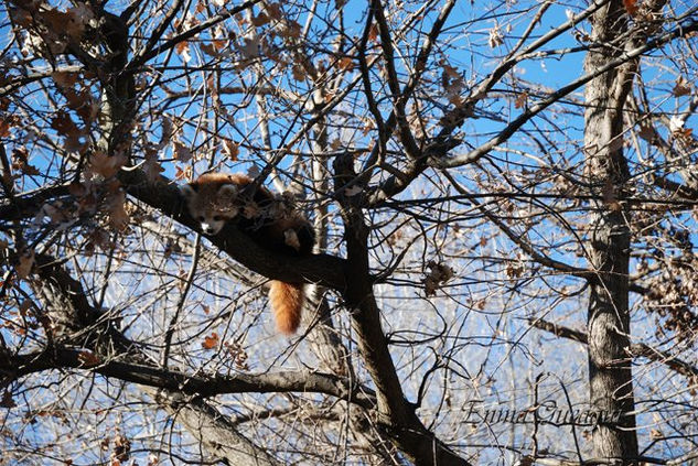 ENCUENTRO DE MIRADAS Nature Color (Digital)