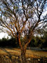 NATURALEZA