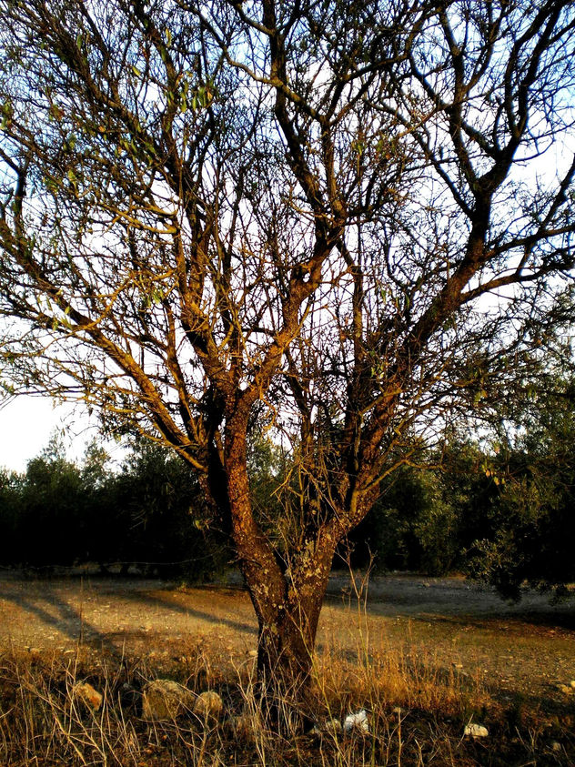 NATURALEZA