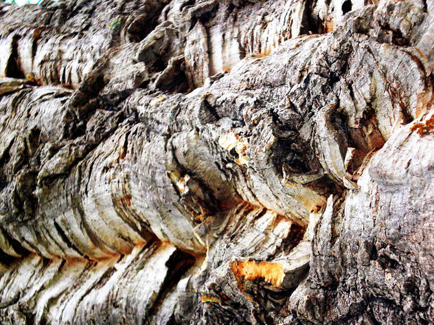 NATURALEZA