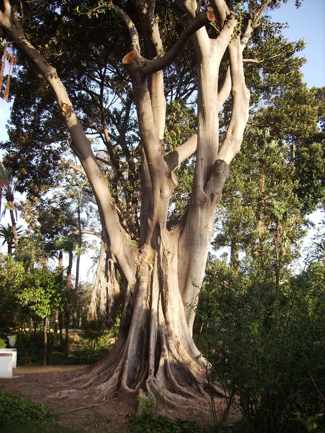 NATURALEZA