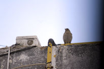 Vecinos alados