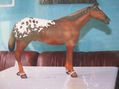 Caballo Appaloosa