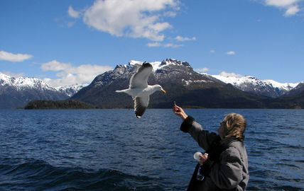 Gaviota buscando su...