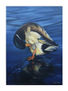 Pato