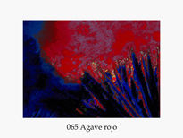 065 Agave Rojo