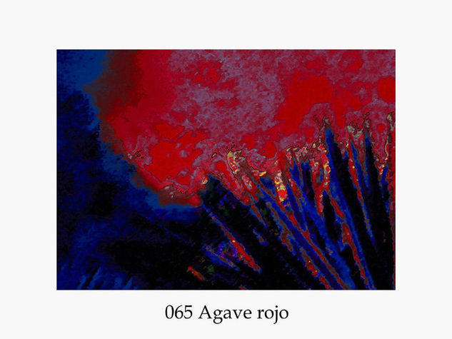 065 Agave Rojo 