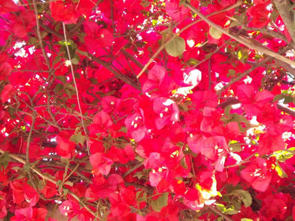 Flores hermosas